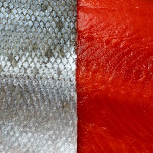 A close up of an uncooked salmon fillet: the right half is showing the meat of the salmon and the left half is showing the skin.