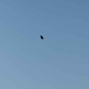 An eagle soaring in a blue sky.
