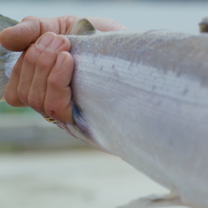 A hand grasping the tail of a sockeye salmon.