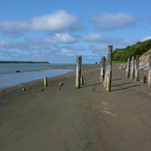 A beach in Bristol Bay with weathered wooden poles jutting out of the sand.